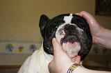 NETTOYAGE PLIS - BOULEDOGUE FRANCAIS 004